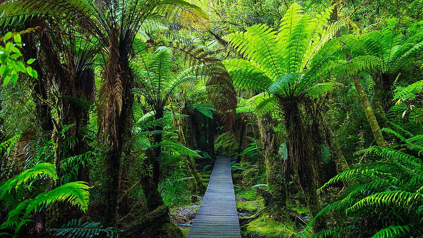 : природа, дървета, растения, дървен под, пътека, мъх, мусон, тропическа гора, листа, Нова Зеландия 1920x1080, горски под HD тапет
