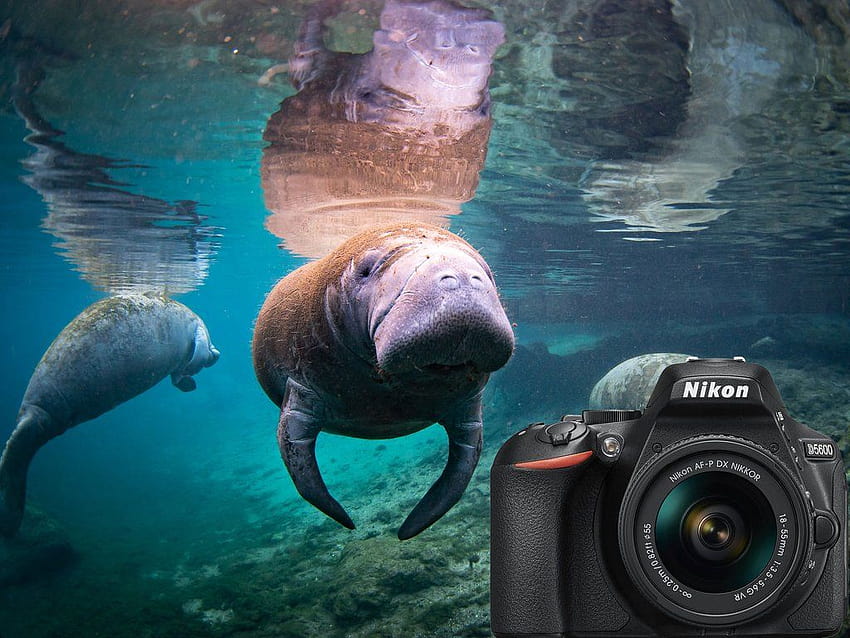 Nikon D5600 Underwater – Ikelite HD wallpaper
