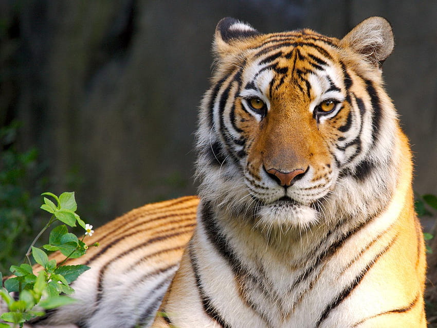 Most beautiful animal tiger, beautiful tiger animal HD wallpaper | Pxfuel