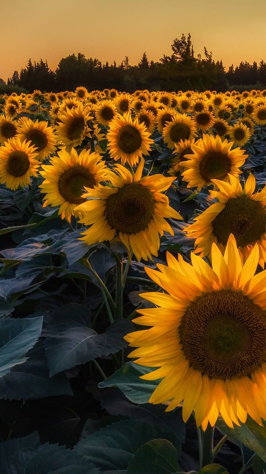 vintage sunflower desktop background