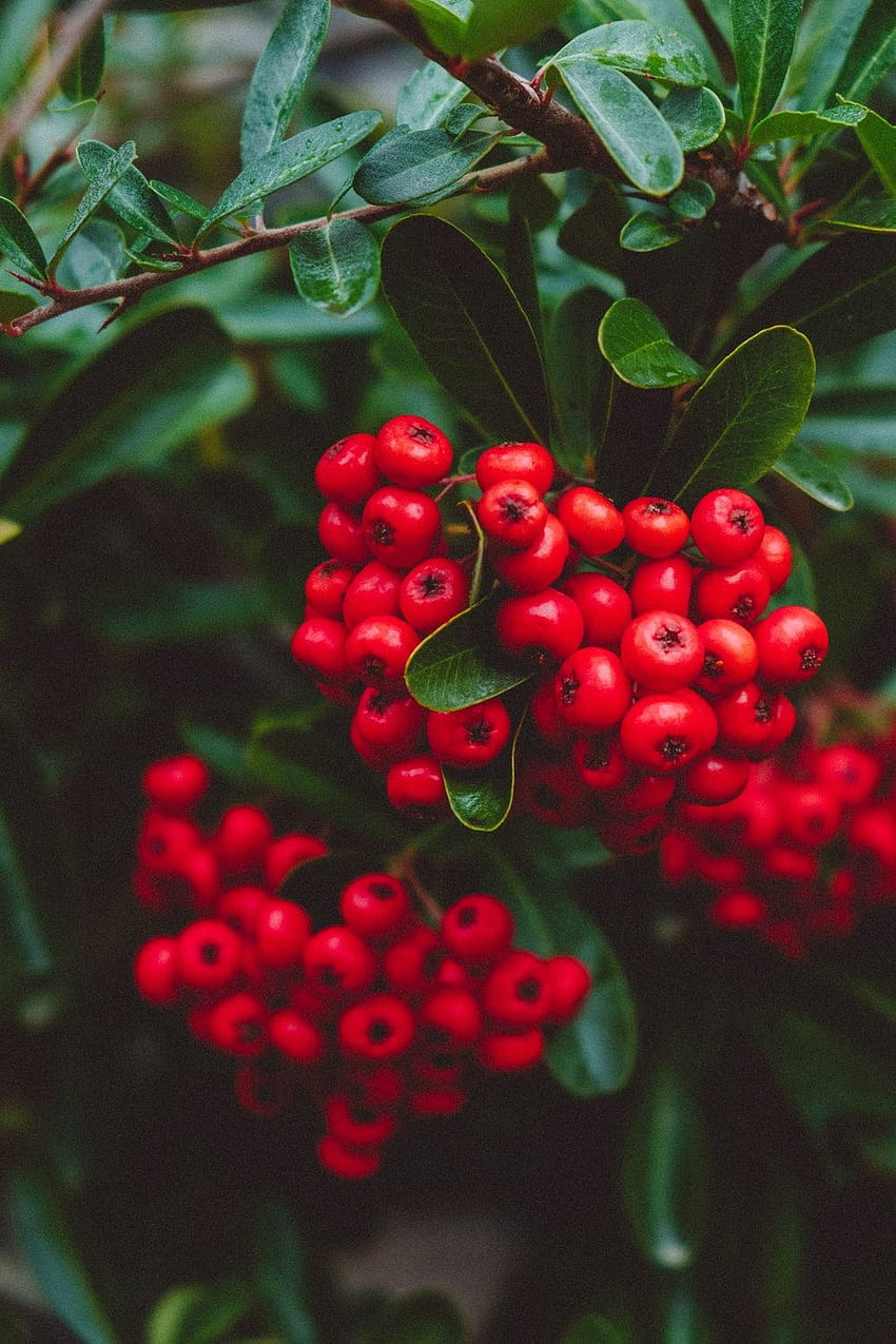 Red Hollyberry , and for Facebook, Tumblr, Pinterest, and Twitter HD phone wallpaper
