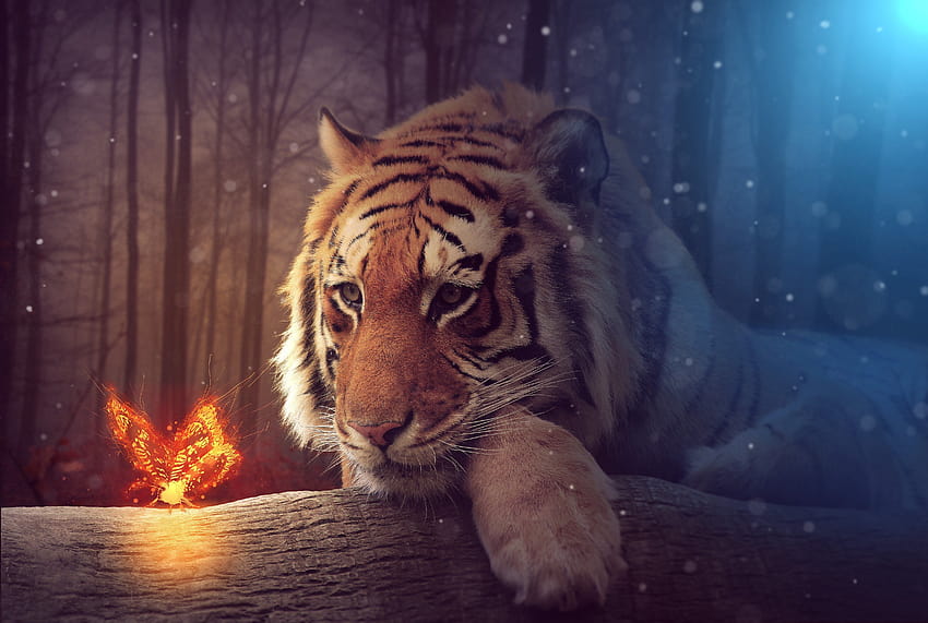 Big tiger with a magical fire butterfly, fantasy and, magical butterfly HD wallpaper