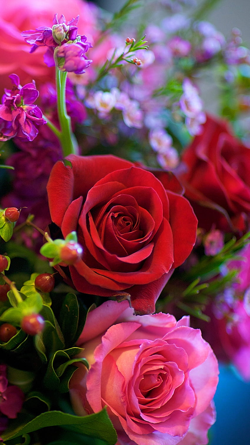 Mobile Terre/Rose, mobile fleurs roses rouges Fond d'écran de téléphone HD