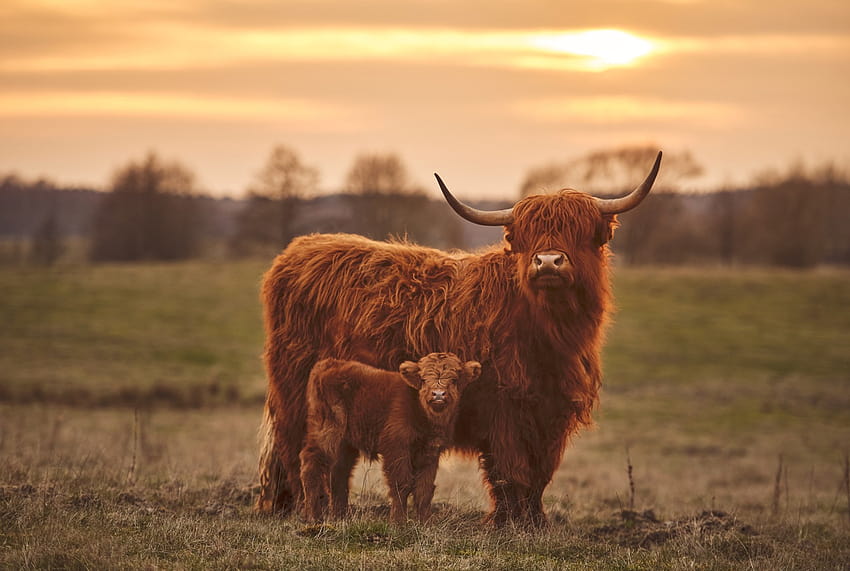 Highland Cattle Photos Download The BEST Free Highland Cattle Stock Photos   HD Images