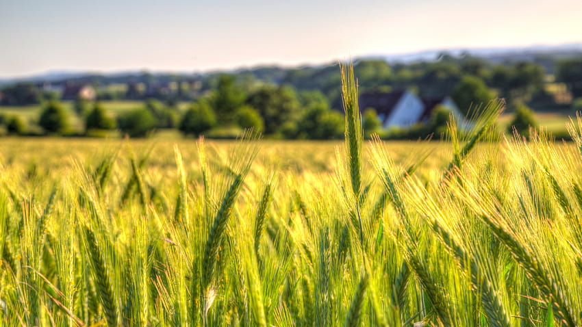 Wheat Field, Countryside, Farm HD wallpaper
