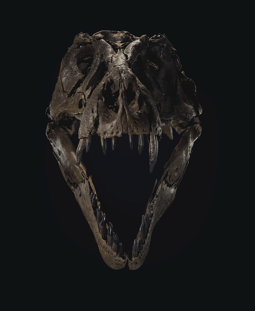 Скелетът на T. rex се продава за 31,8 милиона долара, поставяйки нов световен рекорд, скелет на динозавър HD тапет за телефон
