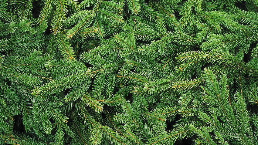 grüne Kiefernblätter, Weihnachtskiefern HD-Hintergrundbild