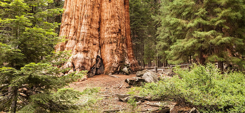 Temukan Pohon Terbesar di Dunia di Taman Nasional Sequoia, CA, Taman Nasional Sequoia California Wallpaper HD