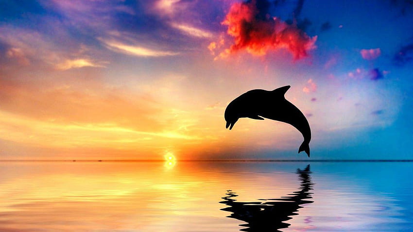 Делфин, Залез, Красив океан, Животни HD тапет