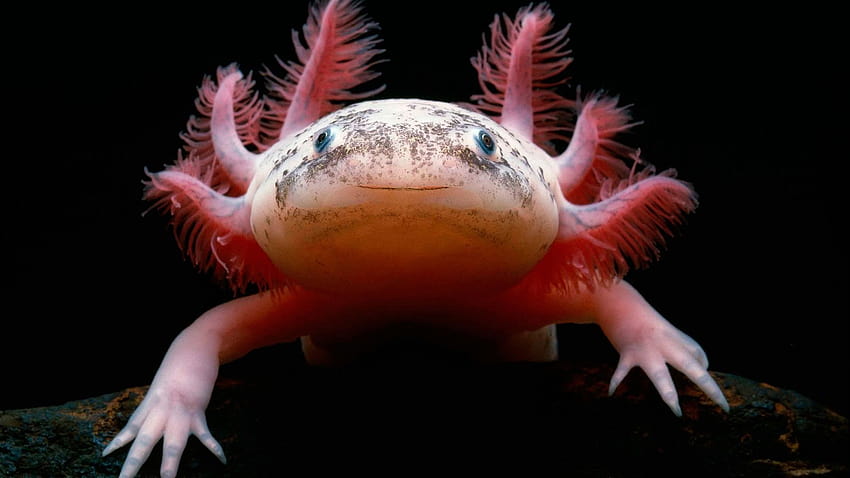 Cute axolotl, Mexican Salamander 2560x1440 Q , cute salamander HD wallpaper