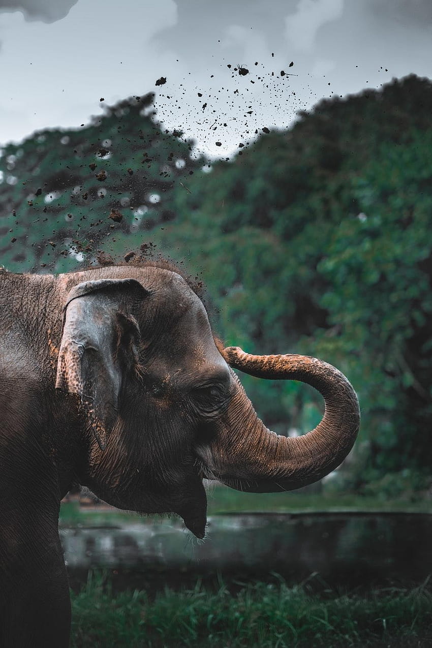 Elephant [], baby elephant drinking HD phone wallpaper