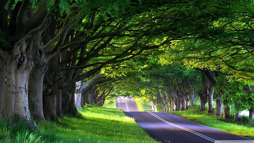 Tree Lined Street Ultra Backgrounds for U TV : Multi Display, Dual Monitor : Tablet : Smartphone HD wallpaper