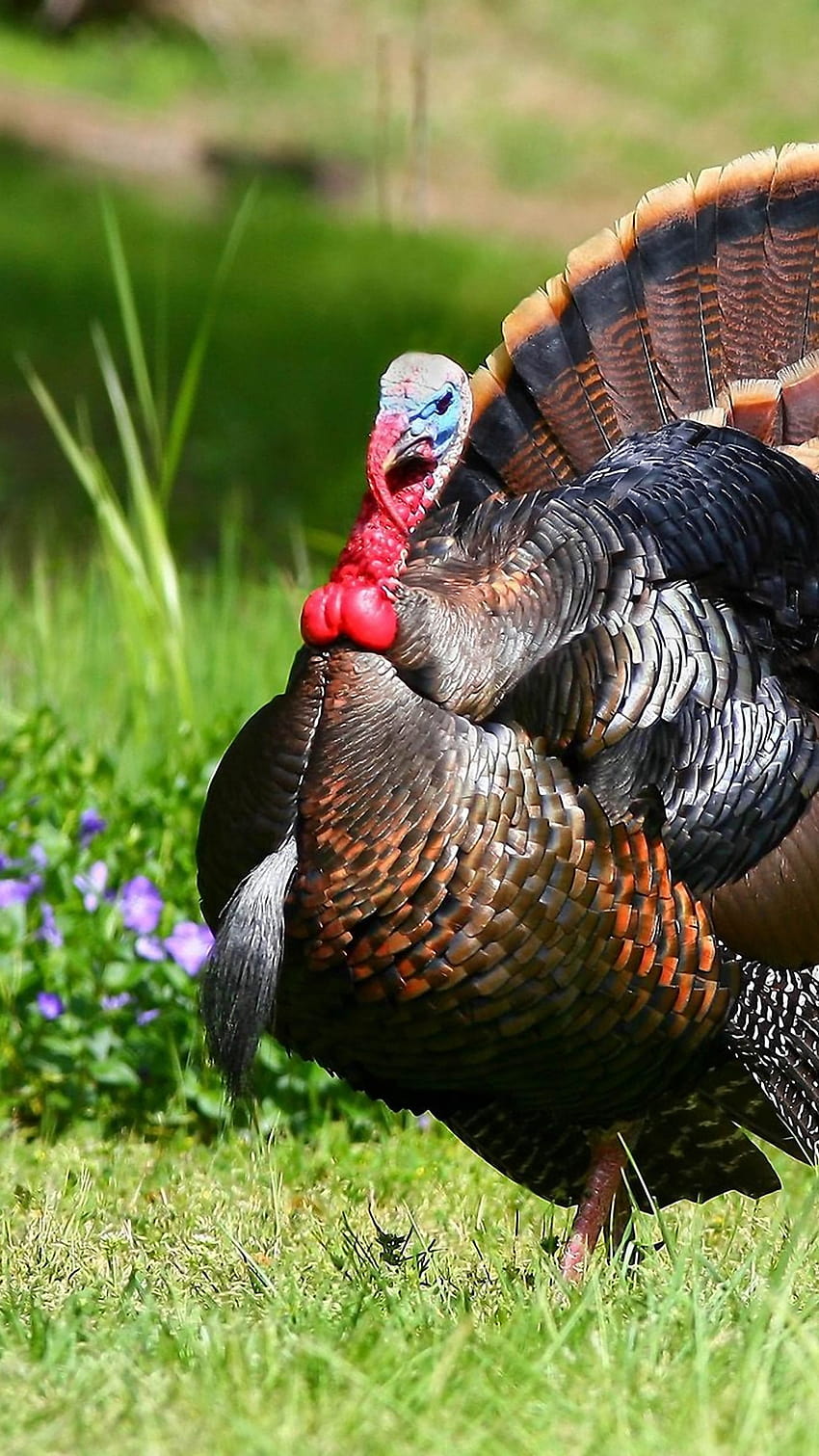 Wild Turkey iPhone, animal turkey HD phone wallpaper