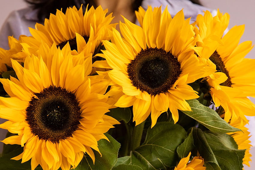 Die fröhlichste Sonnenblume für Ihr Telefon, gewöhnliche Sonnenblume HD-Hintergrundbild