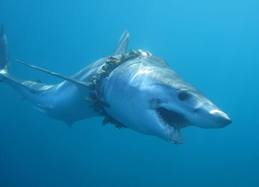 Grandi squali bianchi ...thesun.co.uk, squalo mako pinne corte Sfondo HD