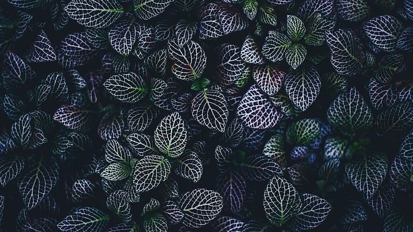 Leaves , Plant, Botanical garden, Pattern, Nature HD wallpaper