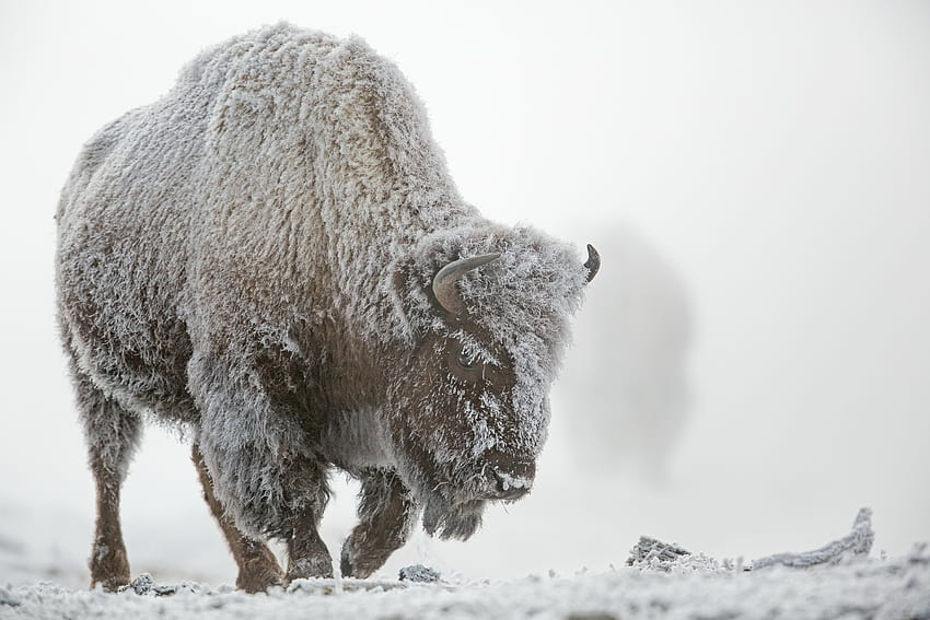 4 Inverno em Yellowstone, bisonte de inverno papel de parede HD