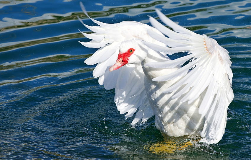 white, water, light, bird, feathers, pond, goose, circles on the water, flap , section животные HD wallpaper