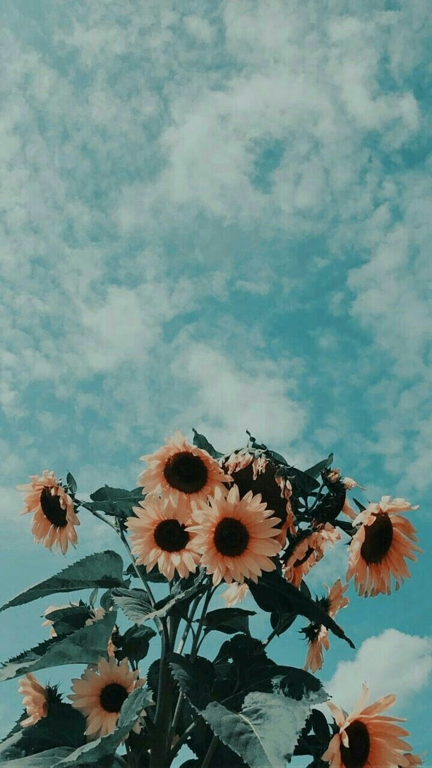 Sunflower Aesthetic, turquoise aesthetic HD phone wallpaper