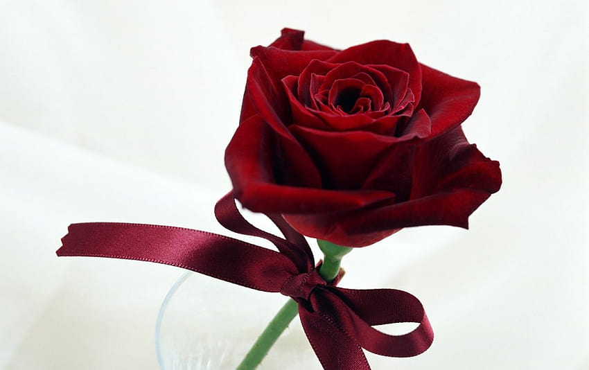 Fancy Rose, rose propose HD wallpaper