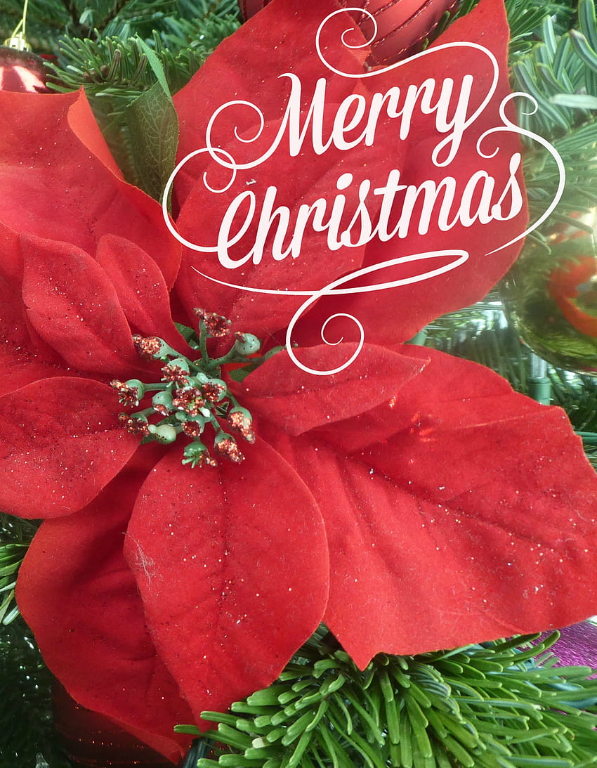 Merry Christmas Poinsettia Stock, merry christmas flowers HD phone wallpaper