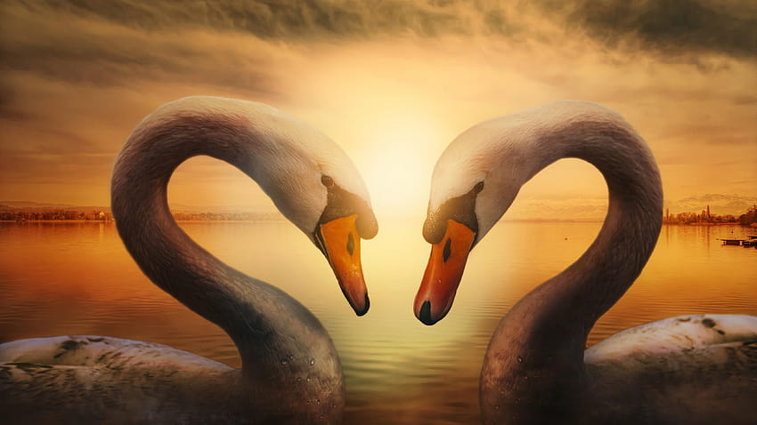 HD wallpaper: Beautiful Swan, white swan, Animals, Birds, Blue, Color,  River | Wallpaper Flare