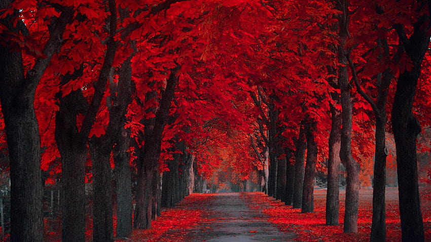 Naturaleza. bosque rojo. para Android, bosque de otoño rojo fondo de pantalla