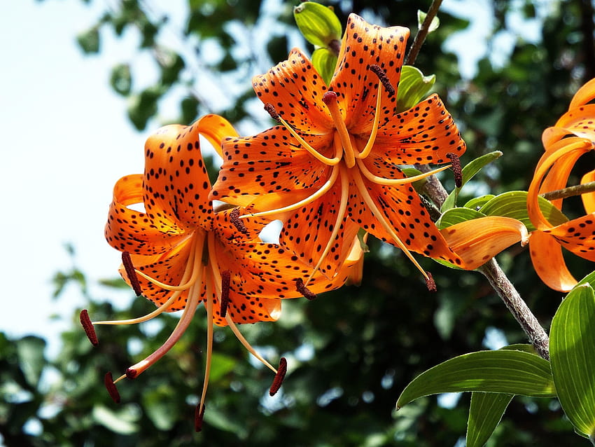 Flower, Beautiful, Orange, Tiger Lilies, flower, leaf, tiger lily HD wallpaper