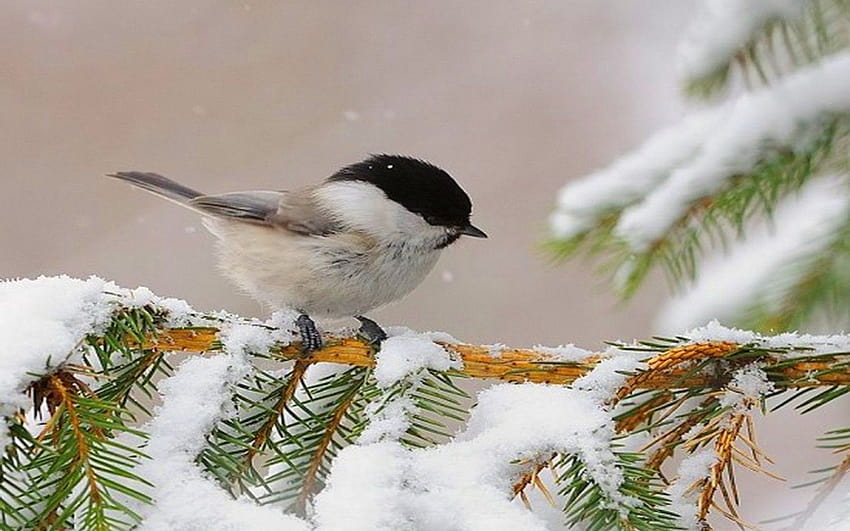 Best 5 Chickadee on Hip, chickadees HD wallpaper | Pxfuel