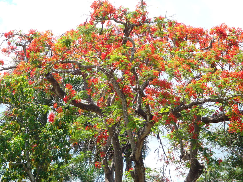 Local Favorite: Poincianas in Full Bloom Now, royal poinciana HD wallpaper