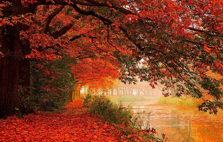 Autumn, forest, leaves, water, trees, nature, walk autumn forest HD ...