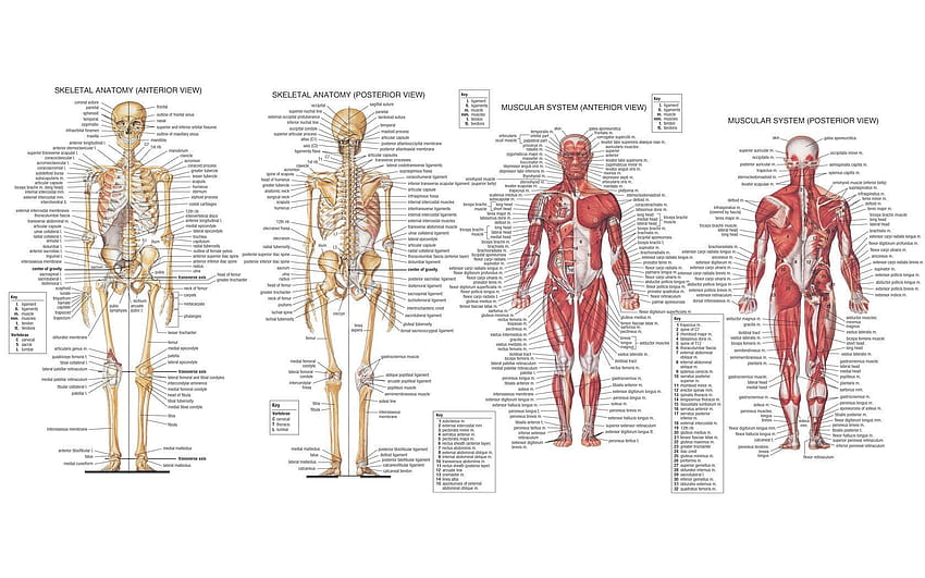 anatomy, Muscles, Skeleton / and Mobile &, muscular system HD wallpaper