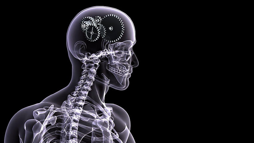Schädel, Anatomie, Zahnräder, Gehirn, Skelette, digitale Kunst, X, Gehirnanatomie HD-Hintergrundbild