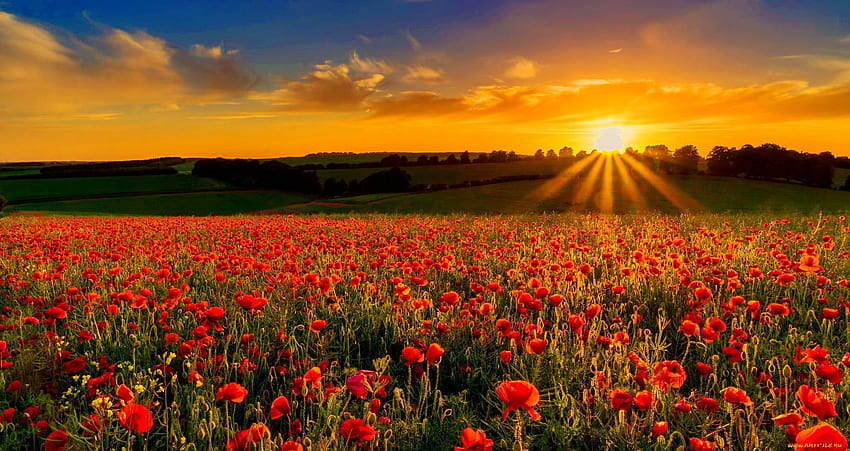 Sunsets: Field Flowers Rays Poppies Sky Nature Beautiful Summer, poppy ...
