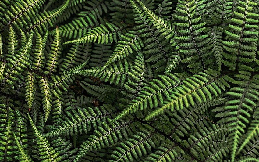 2824635 nature ferns leaves and backgrounds, green fern leaf HD wallpaper