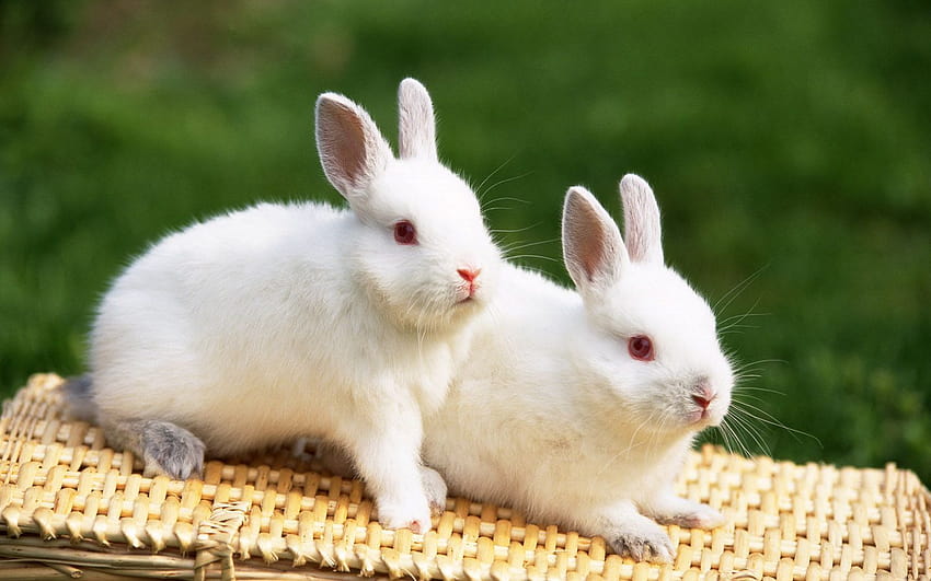 beautiful rabbits in the wild, rabbits in spring leaves HD wallpaper