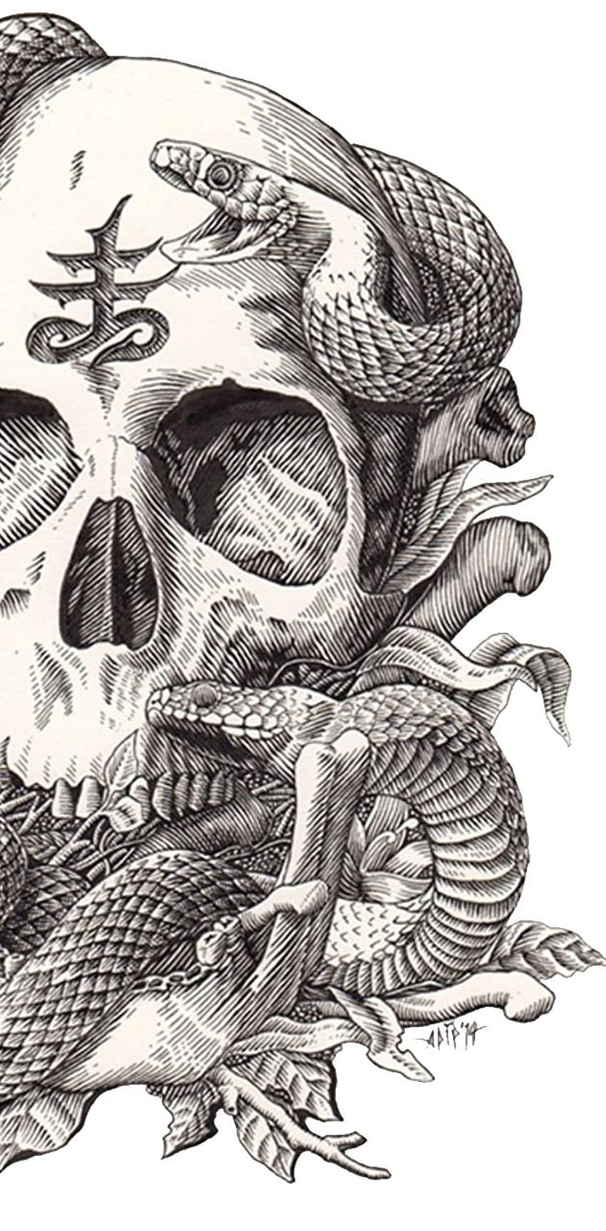 Skull Snakes Roses by 6danielrocha, snake skull HD phone wallpaper