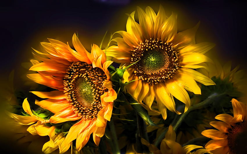 nature, Flowers, Still, Life, Bouquets, Sunflowers, Seed, Petals, sunflower color HD wallpaper