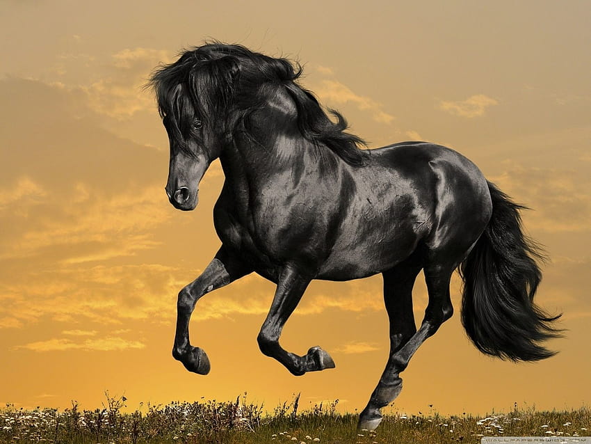 Black Horse Running ❤ สำหรับ Ultra TV ม้าวิ่ง วอลล์เปเปอร์ HD