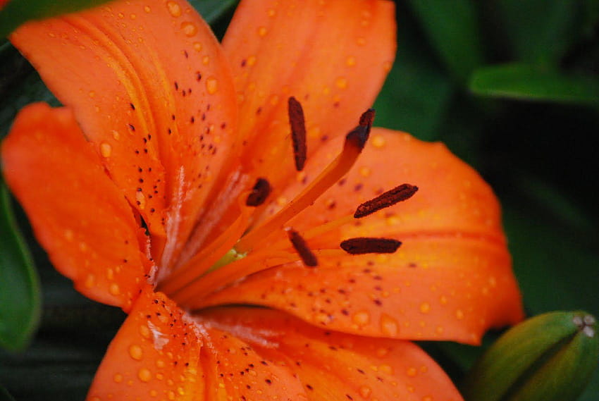 Orange Tiger Lily HD wallpaper | Pxfuel