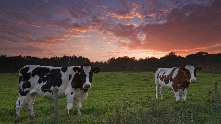 sunset cow HD wallpaper