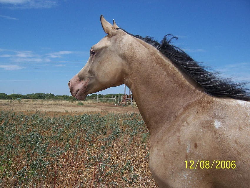 Ditandai Dengan Araappaloosa: Kepala Appaloosa Kuda Hidangan Merah Muda Wallpaper HD