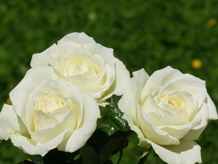 Khó có thứ họa tiết nào có thể tươi sáng và trong sáng bằng hoa hồng trắng. Với tình yêu tinh khôi và phong thái đẳng cấp, hoa hồng trắng sẽ làm nổi bật lên không gian với sắc thái riêng. Hãy chiêm ngưỡng hình ảnh đẹp lung linh của hoa hồng trắng để cảm nhận tình yêu đích thực.
