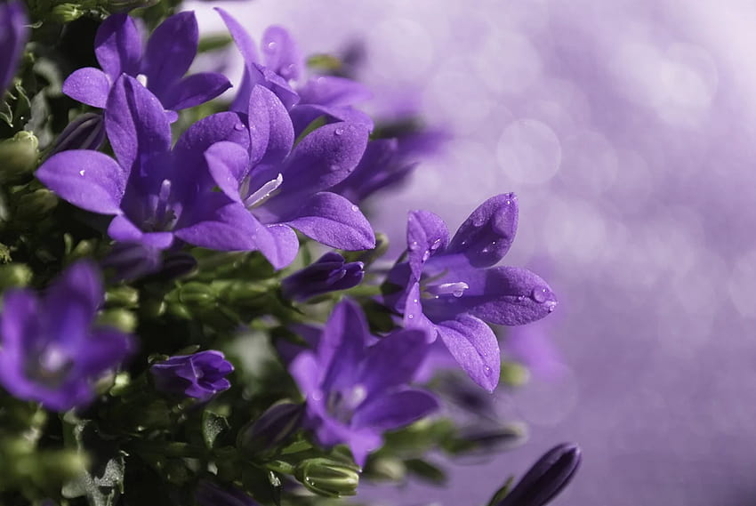 : purple, green, flower, flora, petal, viola, wildflower, flowering plant, close up, annual plant, violet family, bellflower family, herbaceous plant 1529x1024, purple green flower HD wallpaper