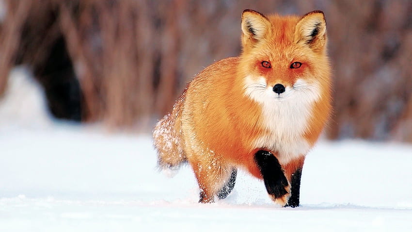 41 Red Fox, red foxes HD wallpaper