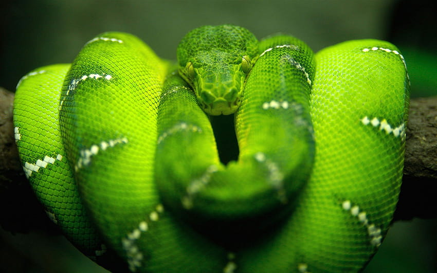 Best Jungle Life: Green Tree Snake And, snake eating HD wallpaper