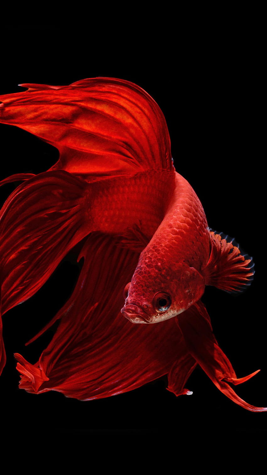 Red Exotic Fish AMOLED – Amoled, red amoled HD phone wallpaper