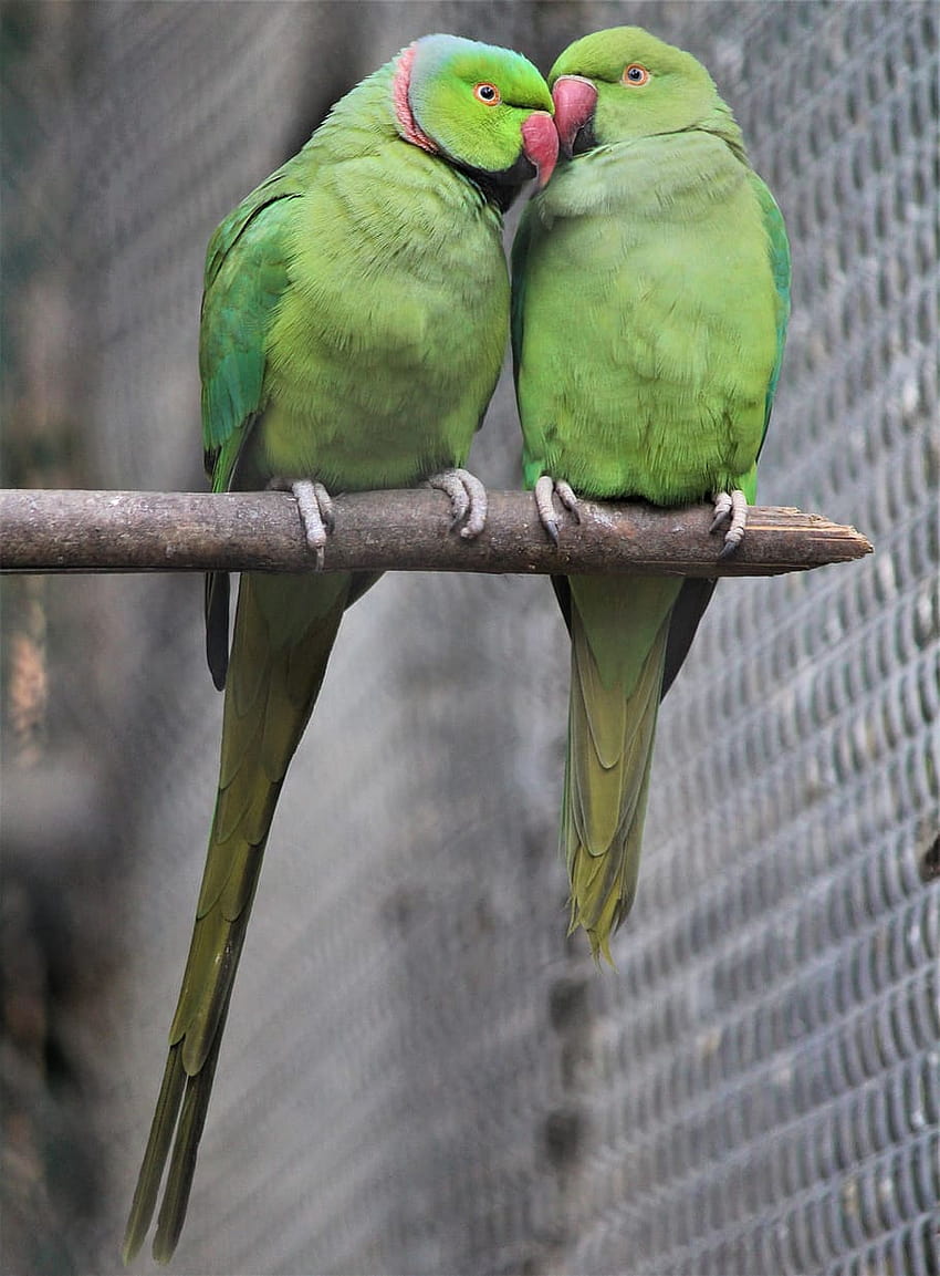 : casal, doce, papagaios, pássaro, natureza, amor, animal, parrots pair phone Papel de parede de celular HD