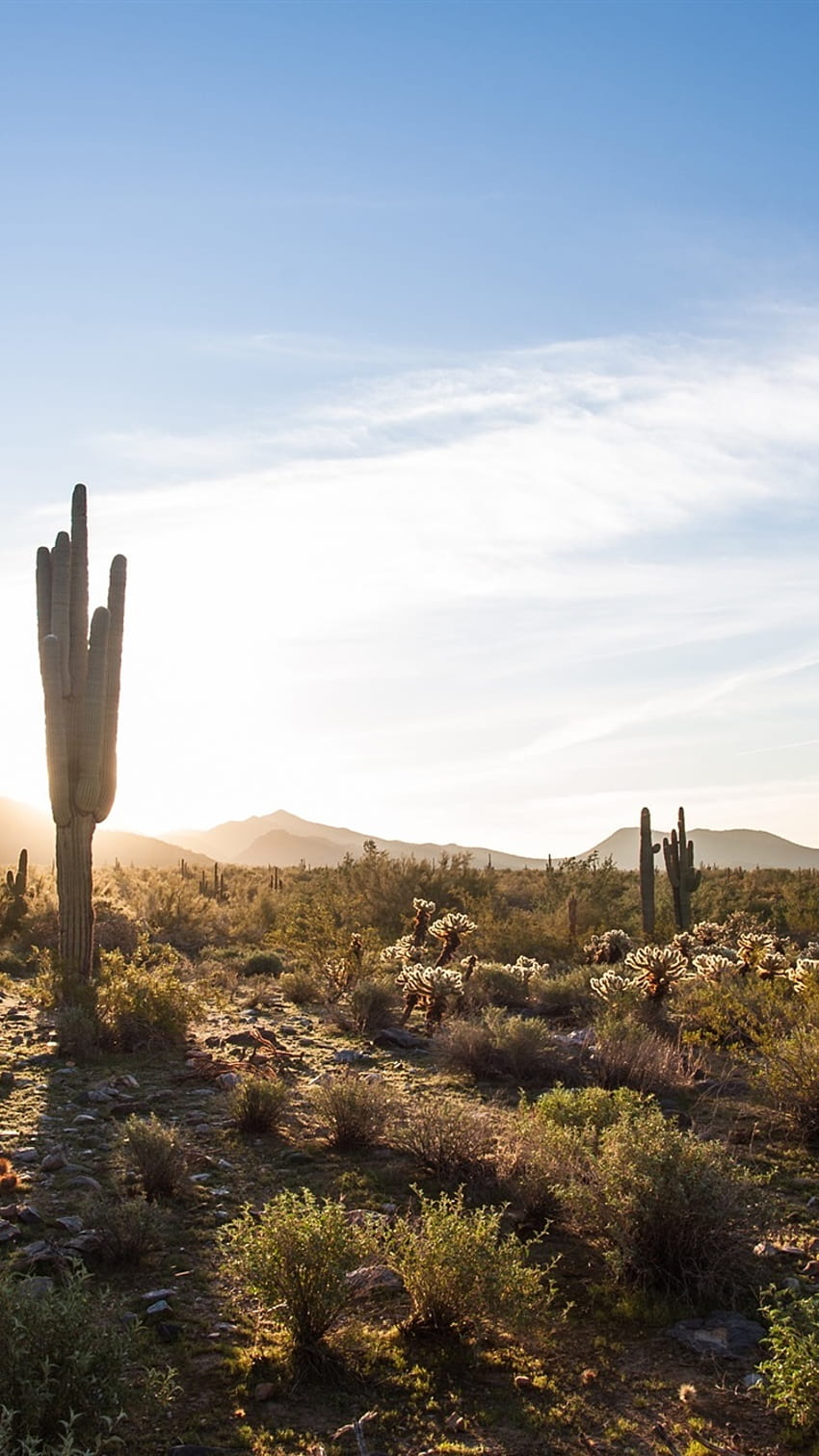 Scottsdale, Arizona, USA, cactus, desert, sky, clouds, sun 750x1334 iPhone 8/7/6/6S , background, cactus sunset iphone HD phone wallpaper