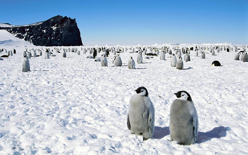 Penguins in Antarctica, south pole HD wallpaper